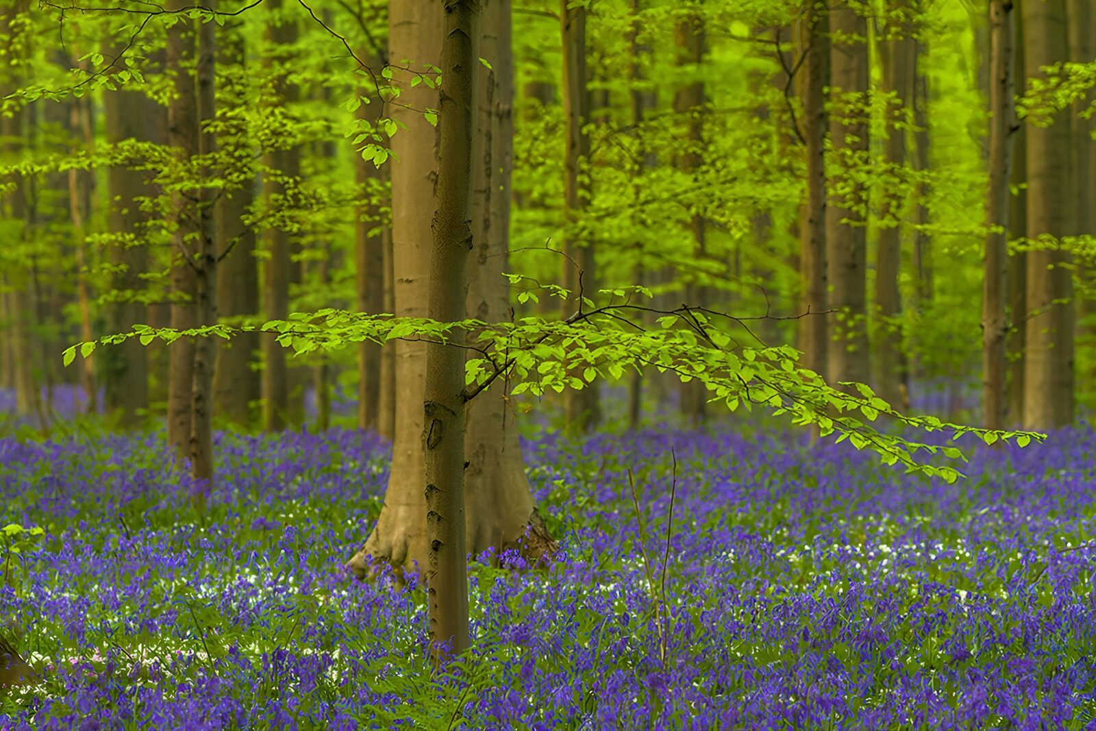 OCUK52082: Enchanted Bluebell Forest