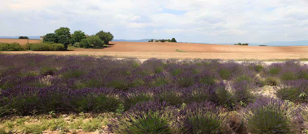 OCUK53894: Lavender Fields Under a Bright Sky