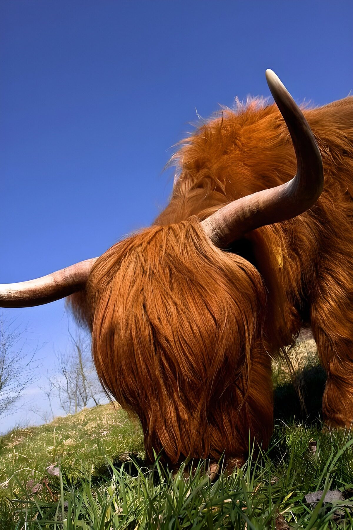 OCUK43344: Highland Cow Grazing Under Clear Skies