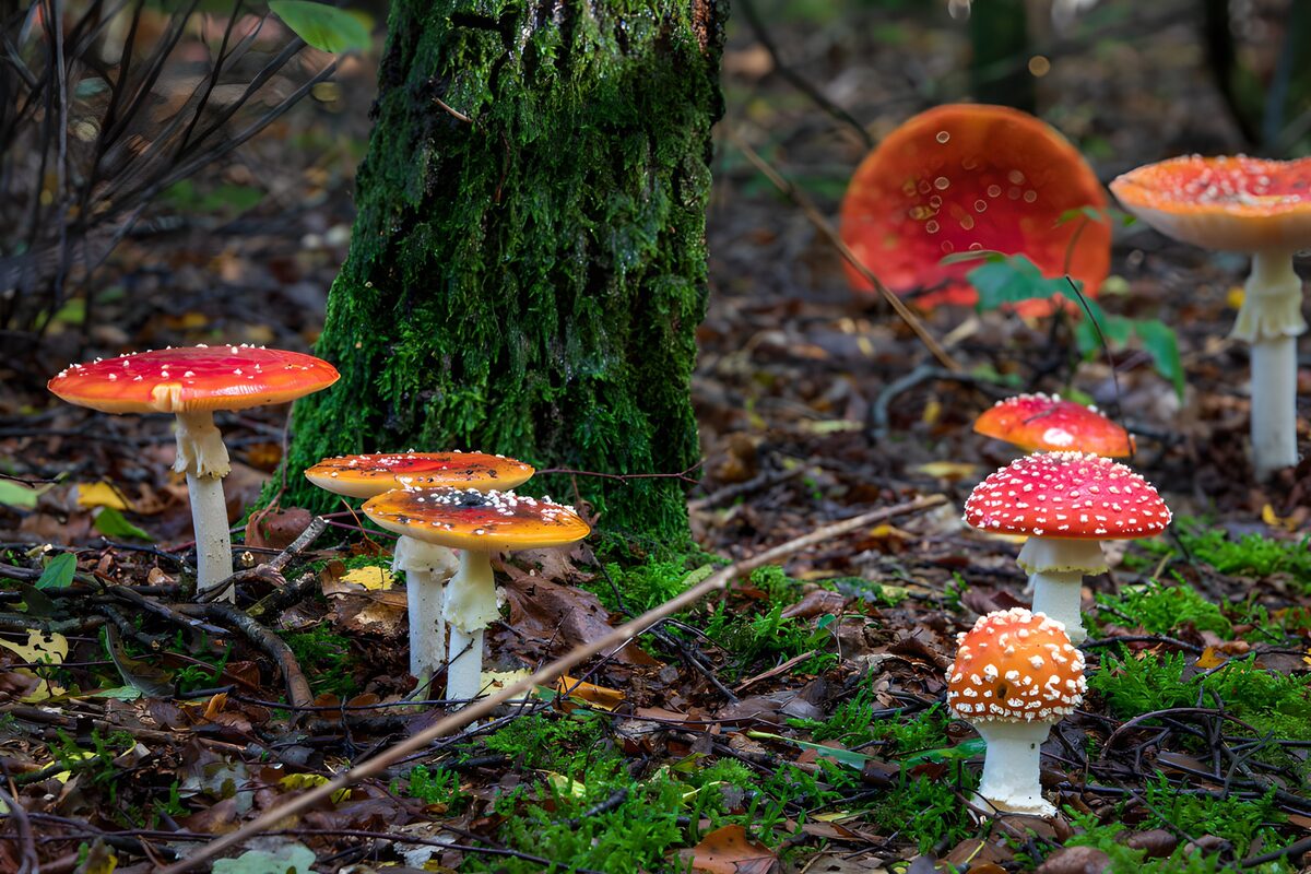 Enchanted Forest Fungi