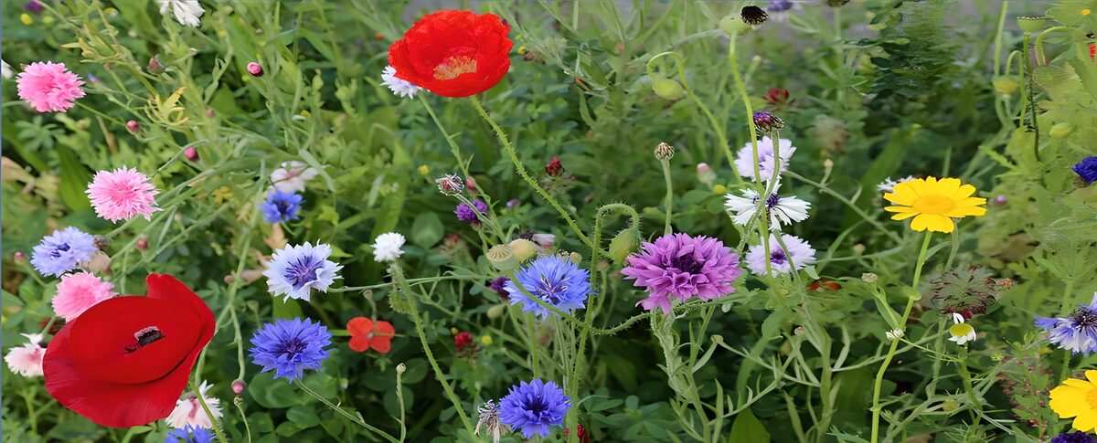 OCUK69823: Various field flowers