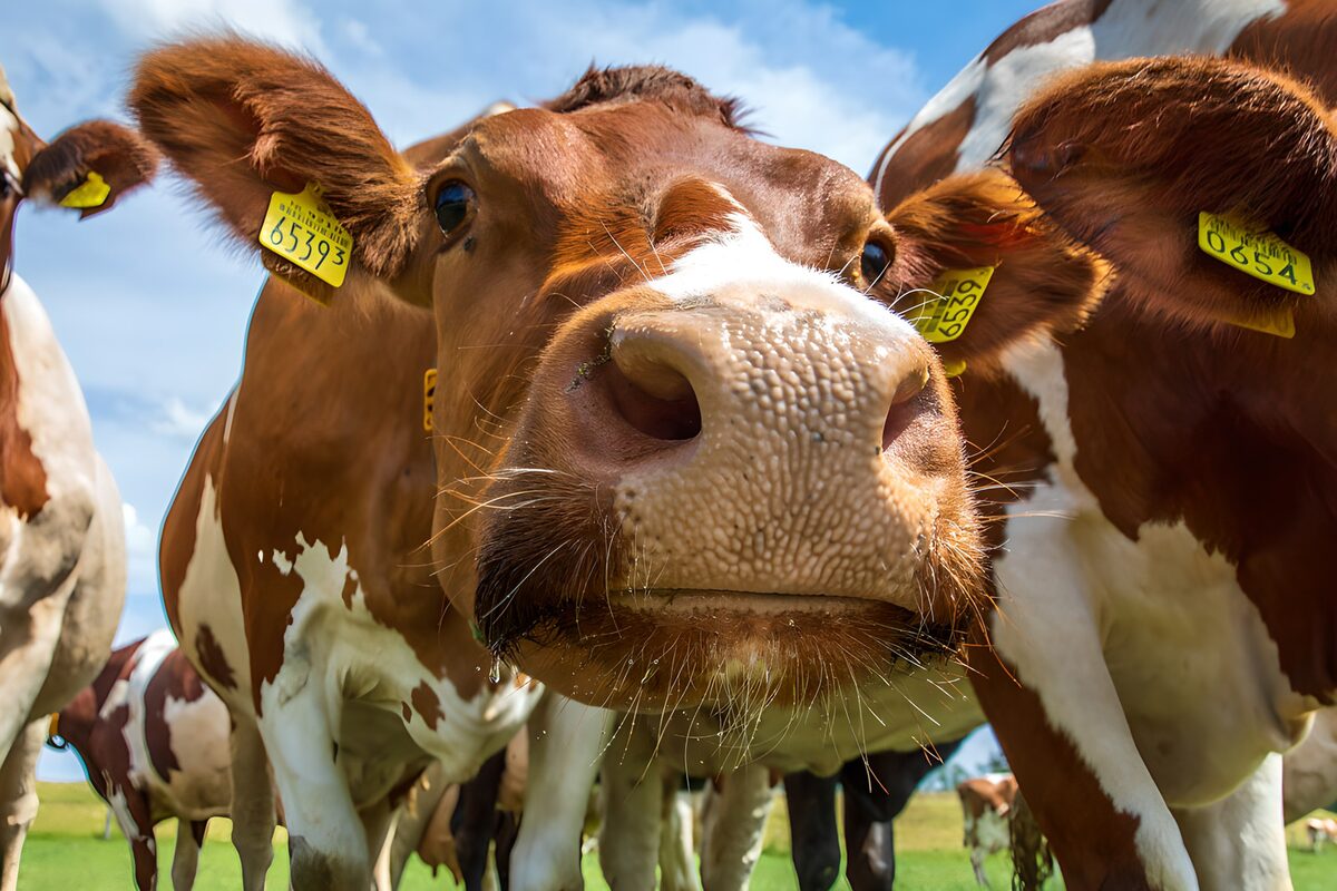 OCUK15290: Curious Cow Up Close