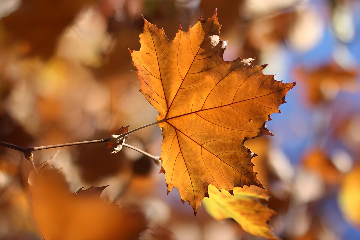 Autumn Leaf in Bright Colors