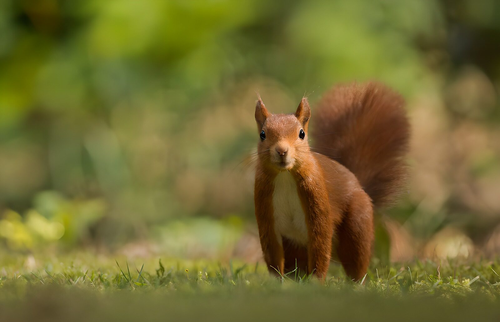 OCUK56352: Curious Squirrel in Nature