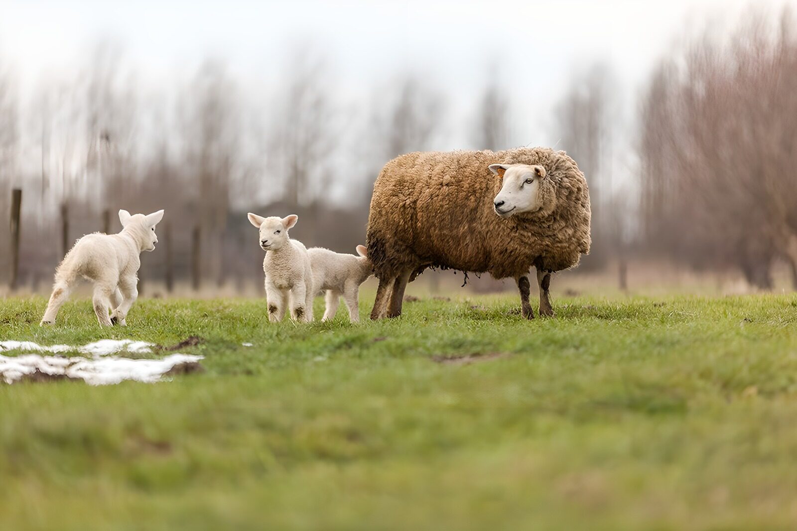 OCUK48790: Playful Lambs and Their Mother