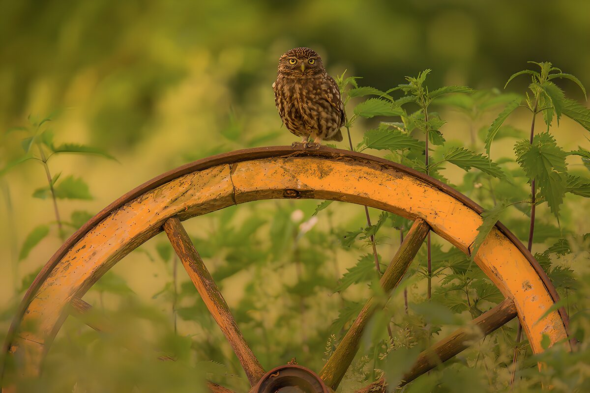 OCUK79920: Little Owl on a Vintage Wheel