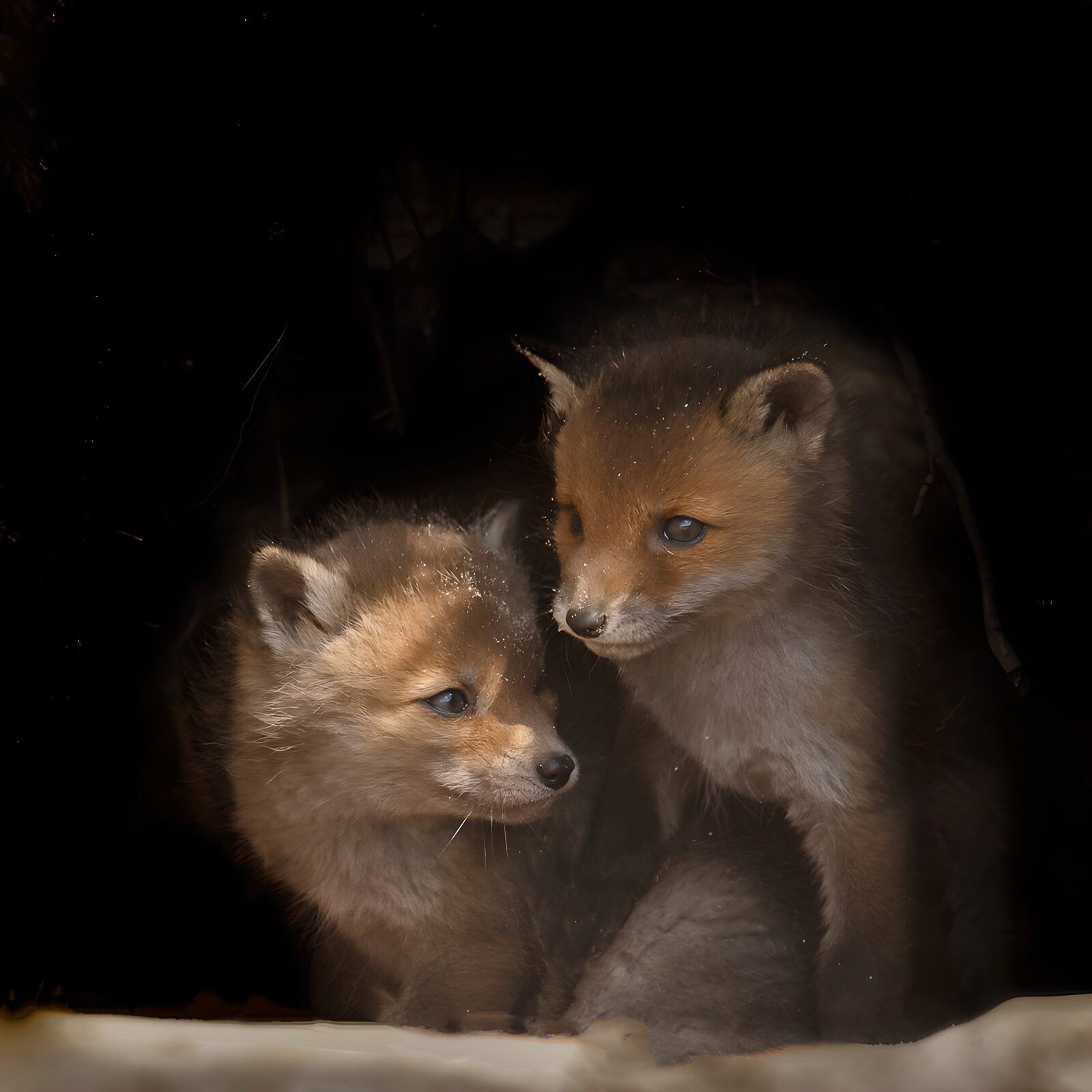 OCUK77435: Curious Fox Pups in the Den