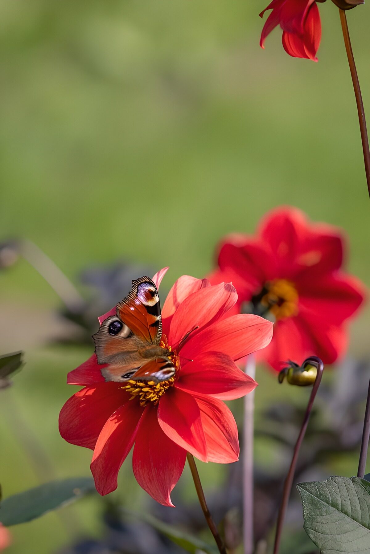 OCUK74465: Butterfly Delight on Red Flowers