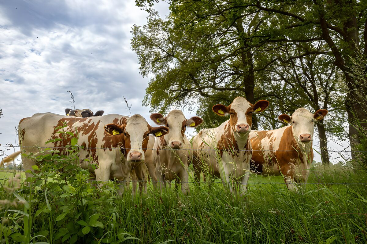 OCUK45956: Curious Cows in Green Pasture