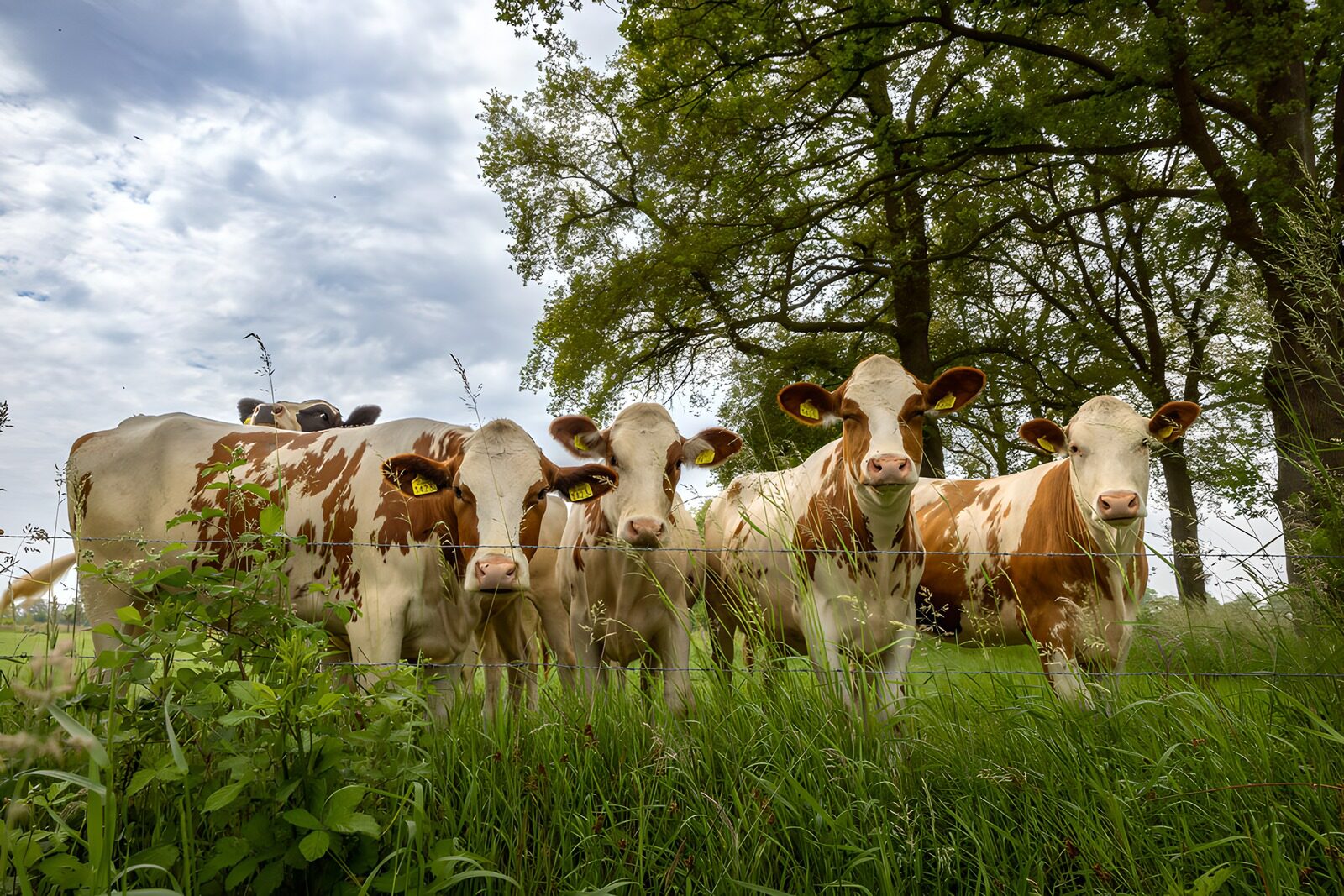 OCUK45956: Curious Cows in Green Pasture