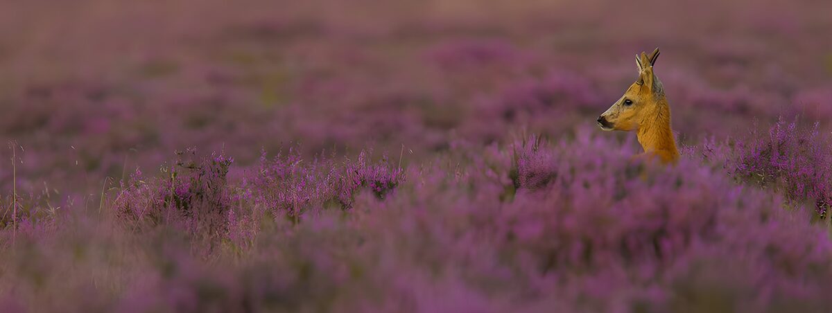 OCUK57734: Roe Deer Amidst Blooming Heather