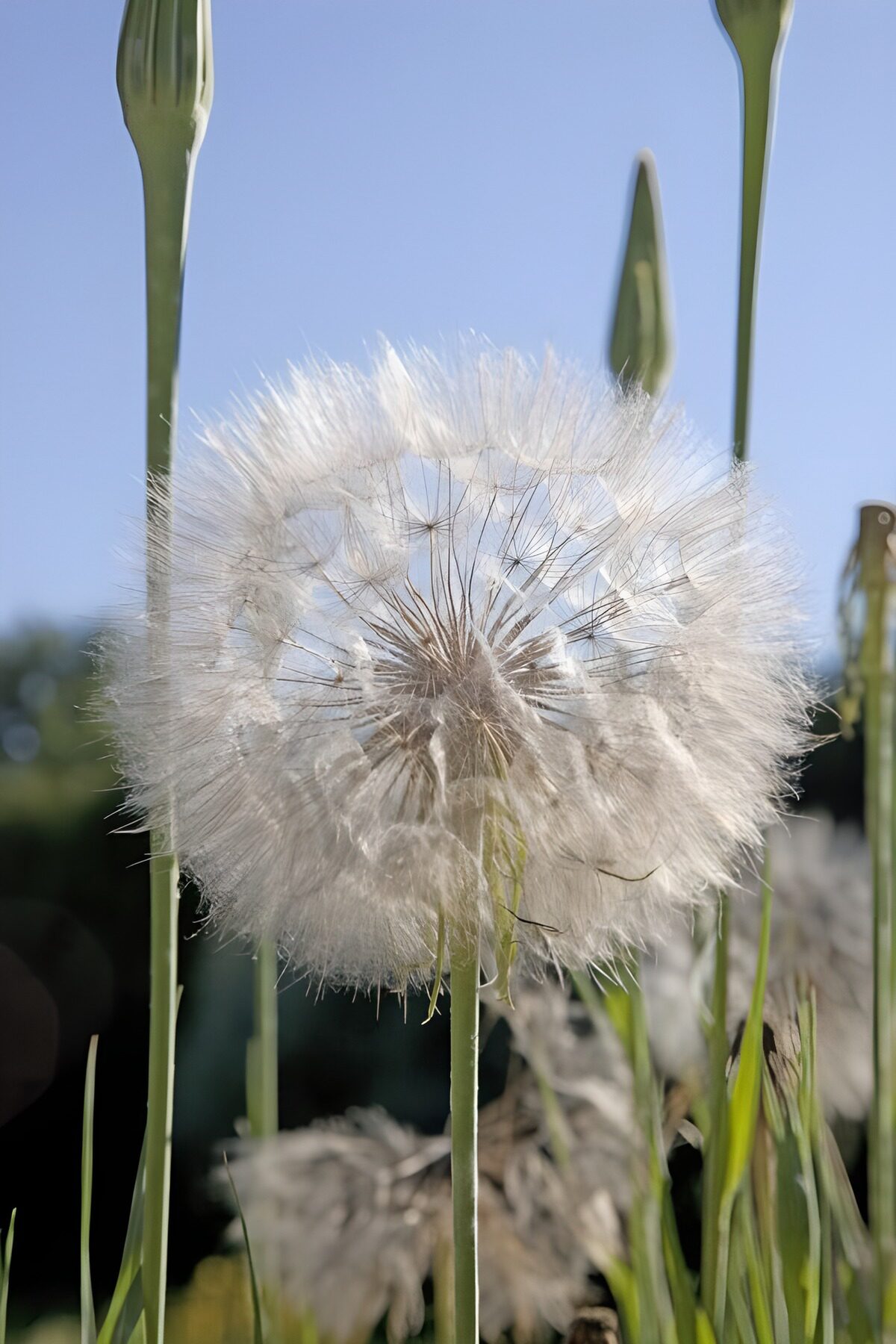 OCUK14059: Delicate Dandelion Seed Head