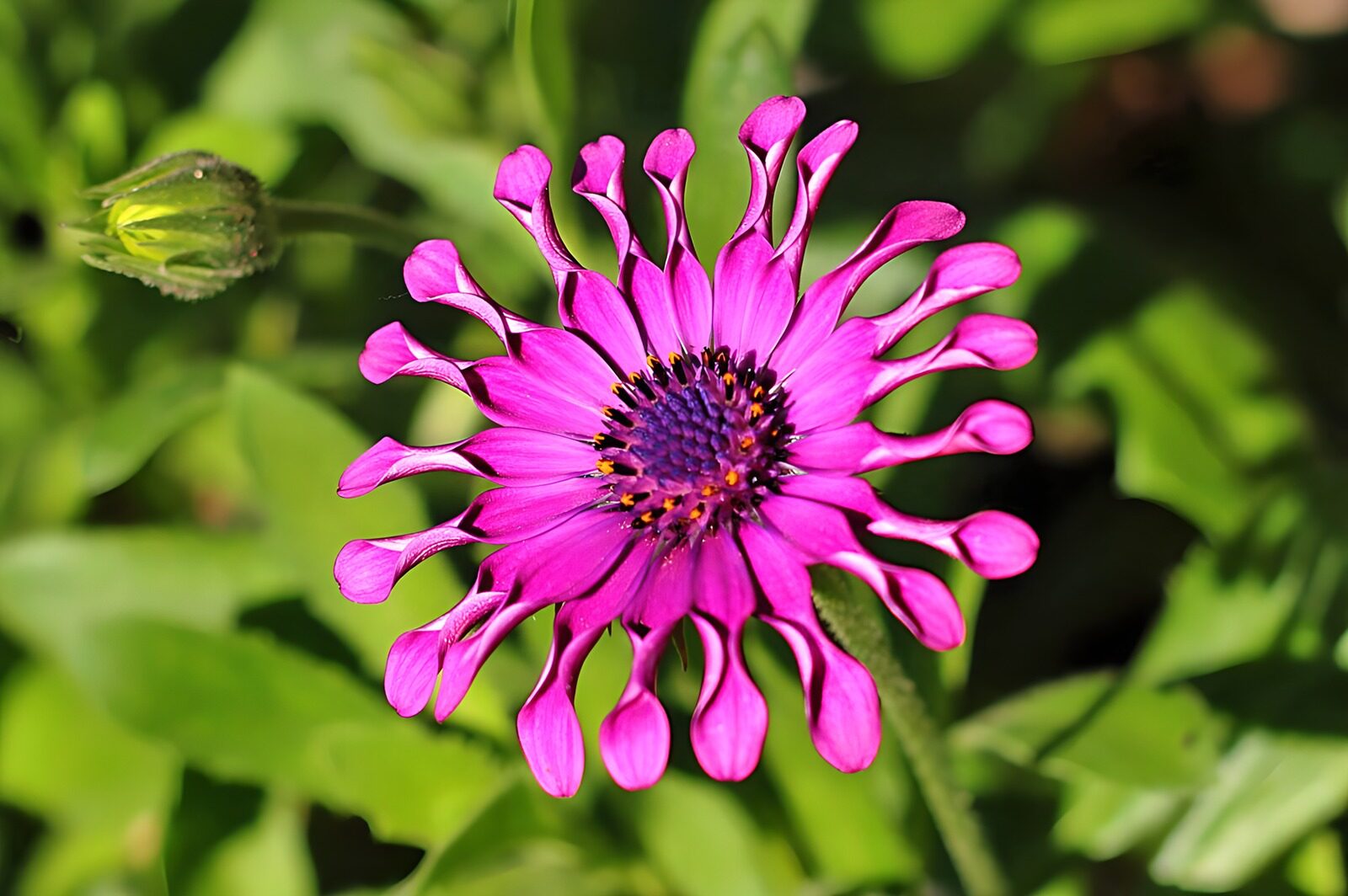 OCUK87227: Vibrant Purple Flower in Bloom