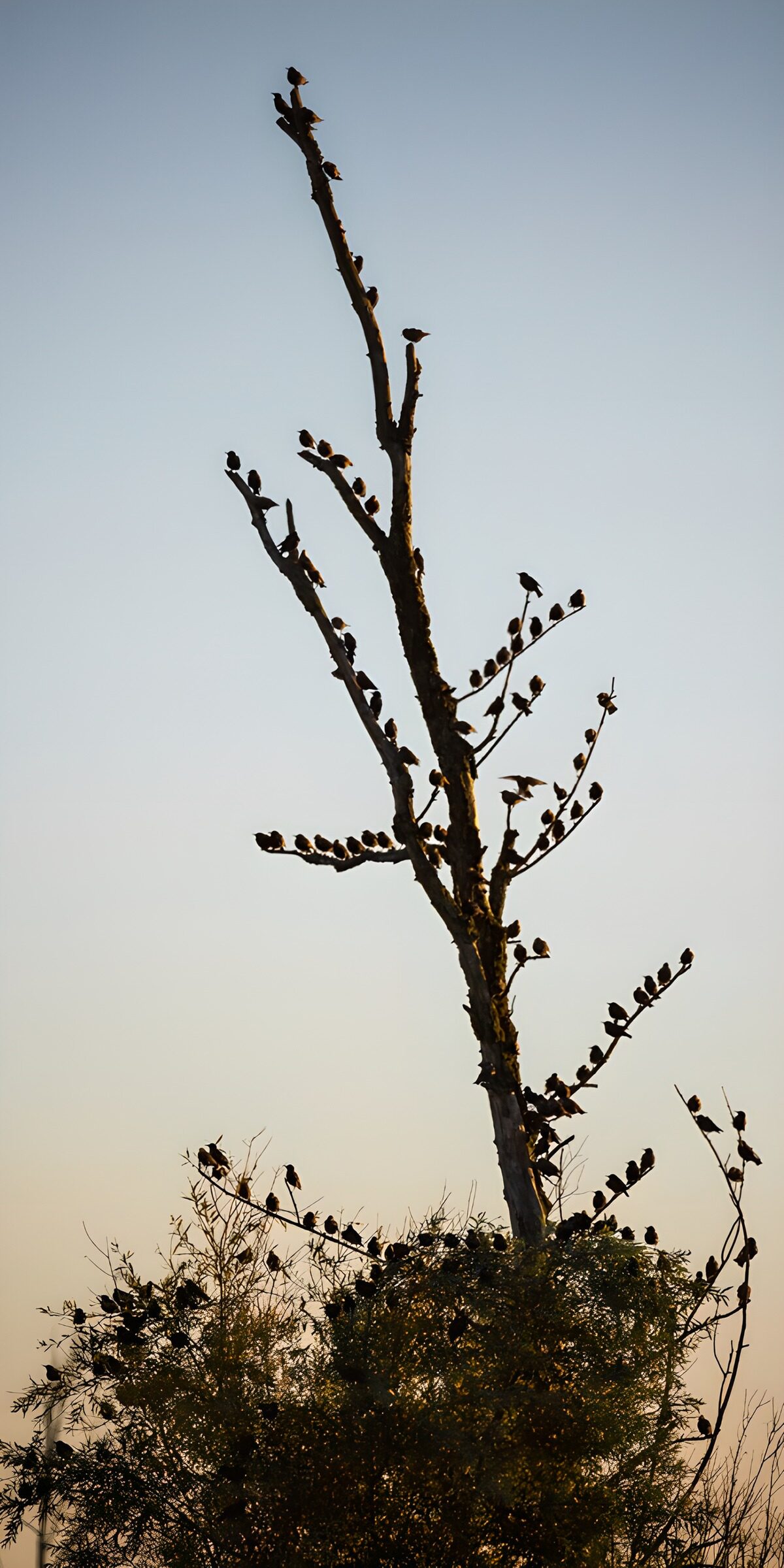 OCUK68721: Birds Perched on a Bare Tree