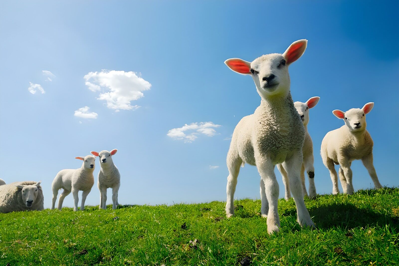 OCUK68531: Lambs in the field with blue sky