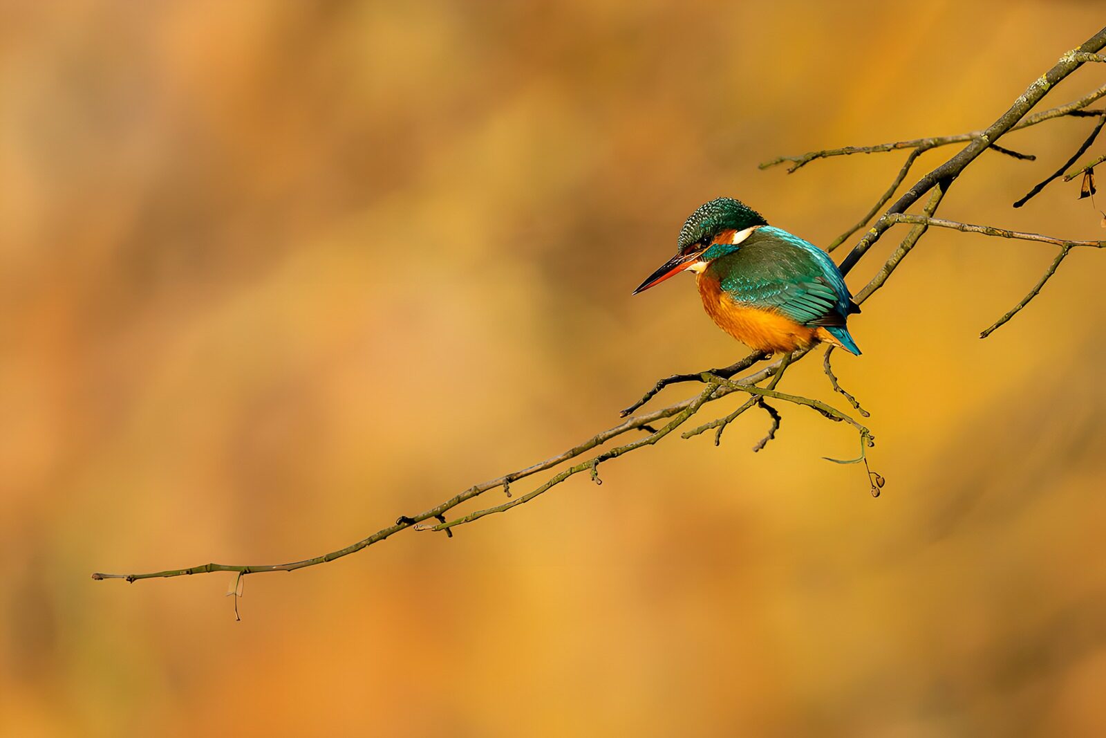 OCUK78575: Kingfisher on a Branch