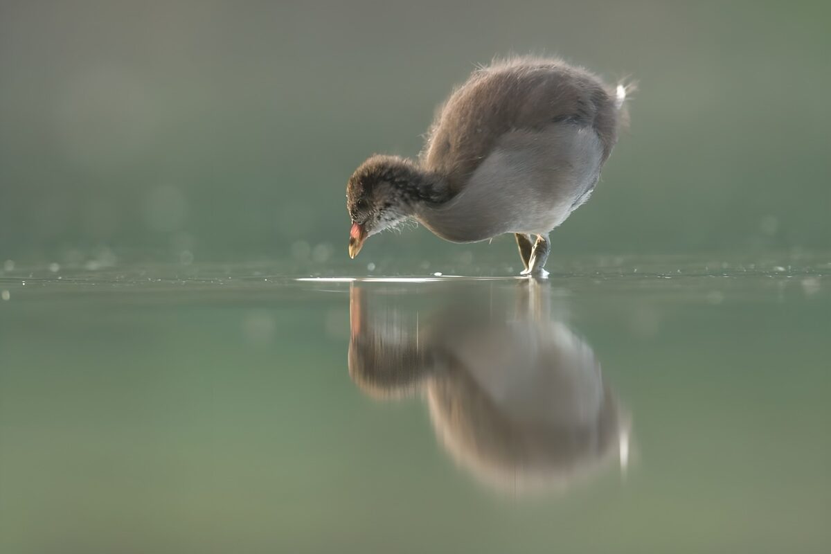 OCUK64762: Young Waterbird Feeding by Reflection