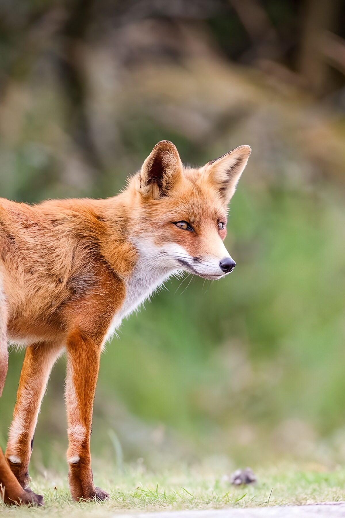 OCUK69591: Cunning Fox in Nature