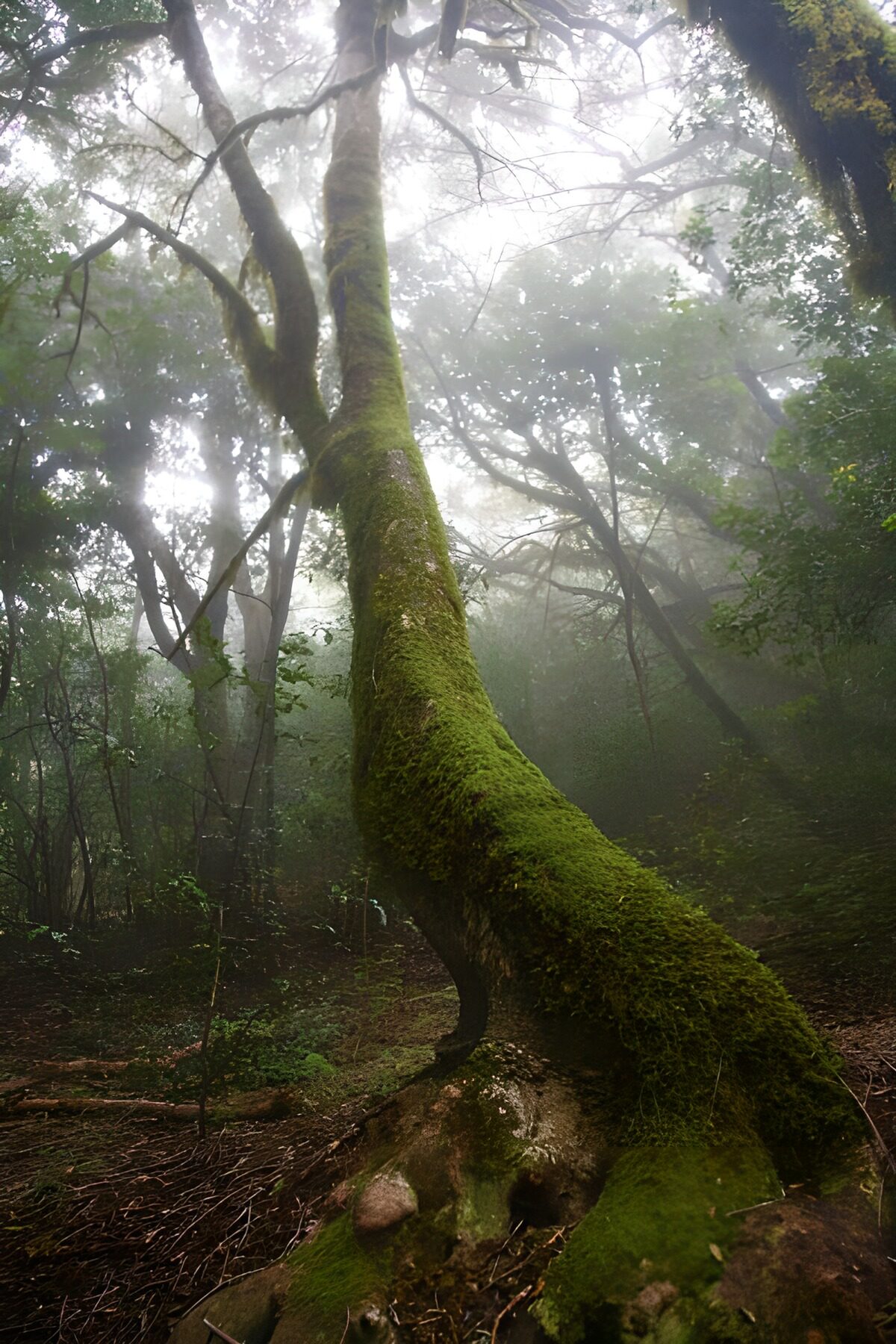 OCUK43952: La Gomera 42