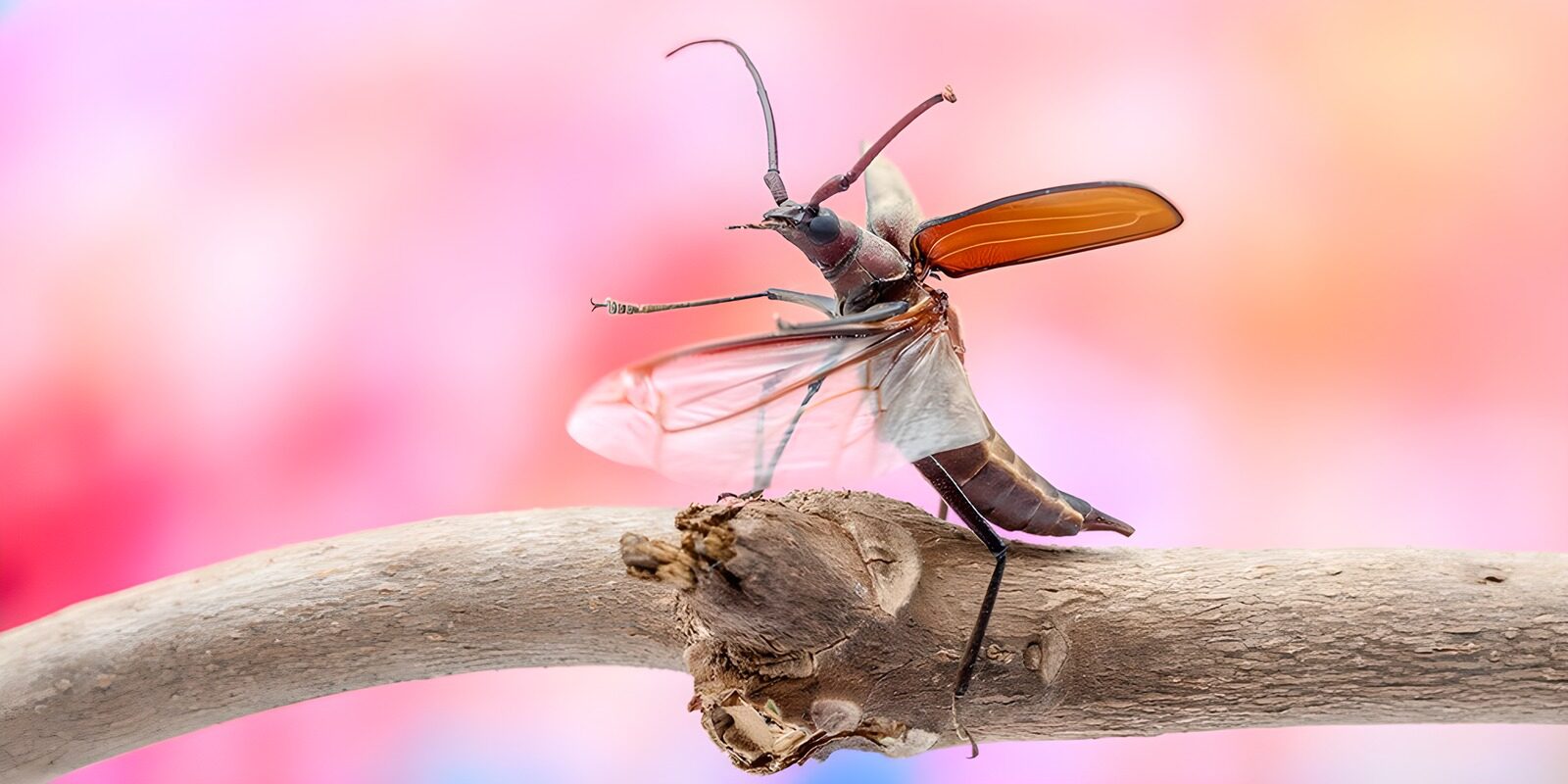 OCUK90811: Vibrant Insect on a Branch