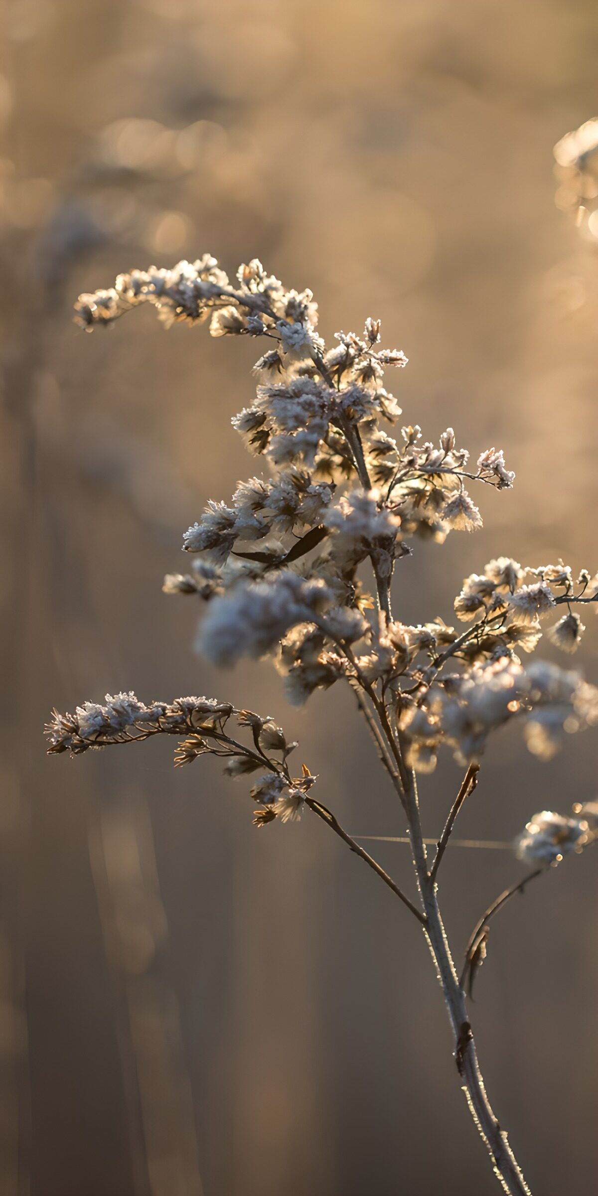 OCUK36087: Frosted Wildflower in Soft Light