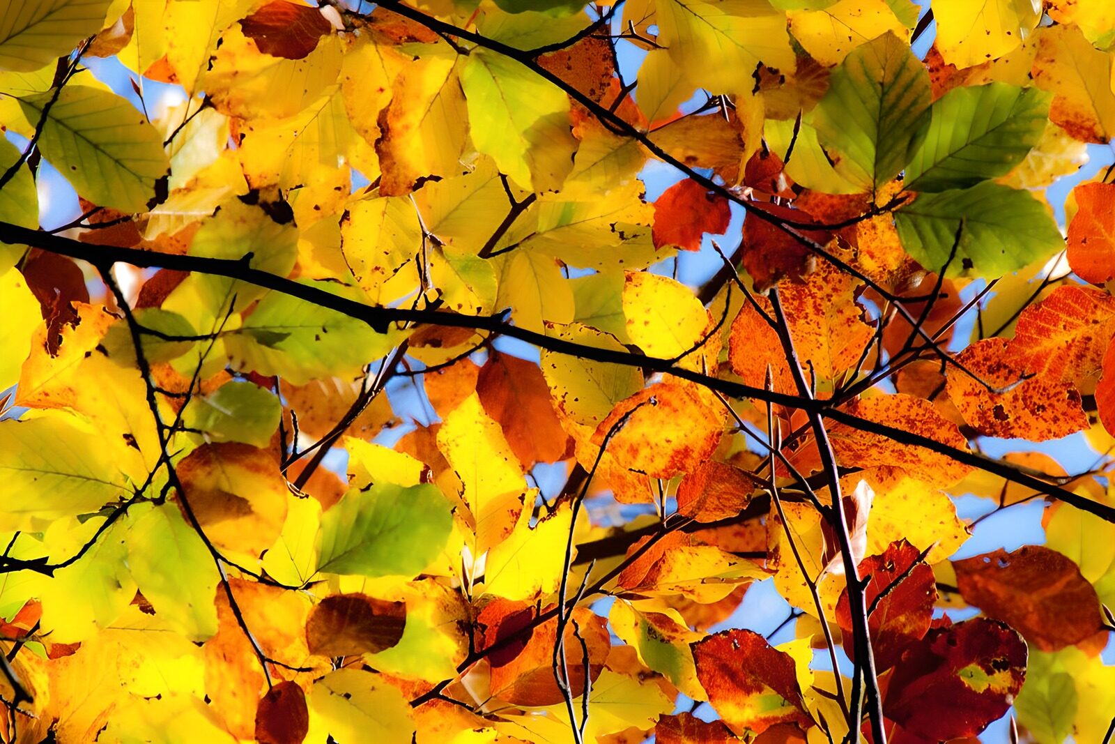 OCUK71173: Colorful Autumn Leaves Against the Sky
