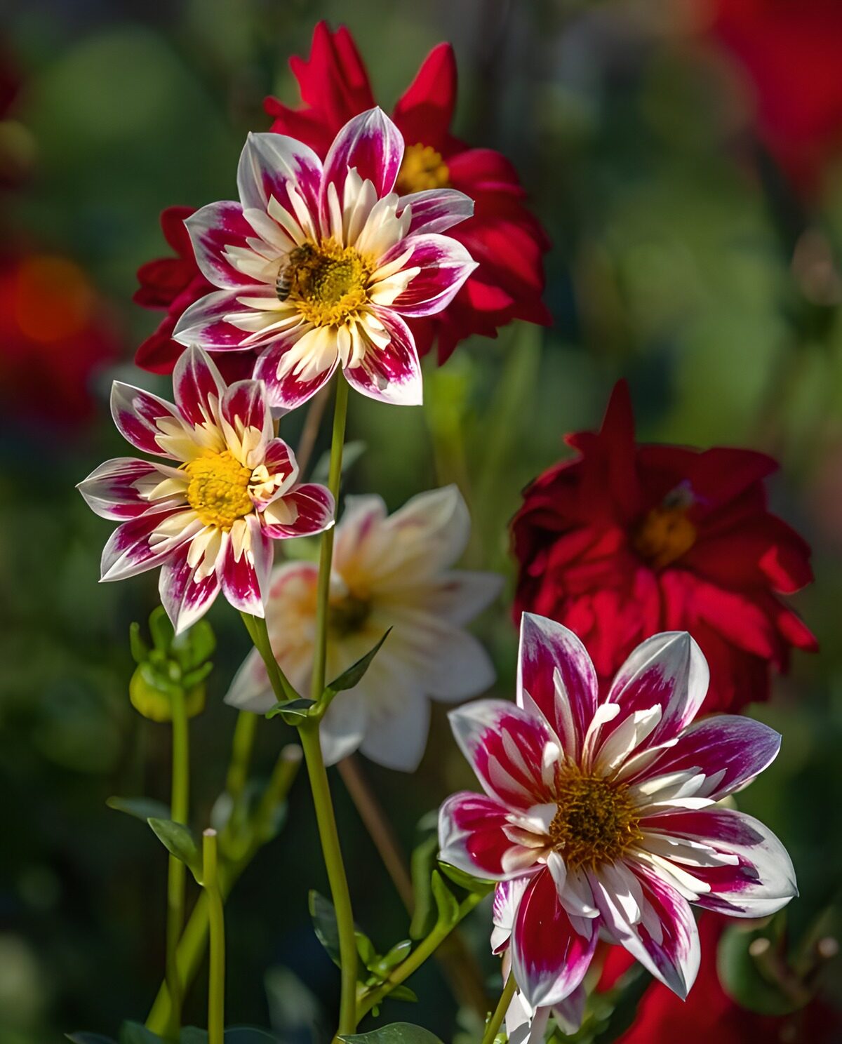 OCUK78939: Vibrant Dahlia Blossoms in Bloom