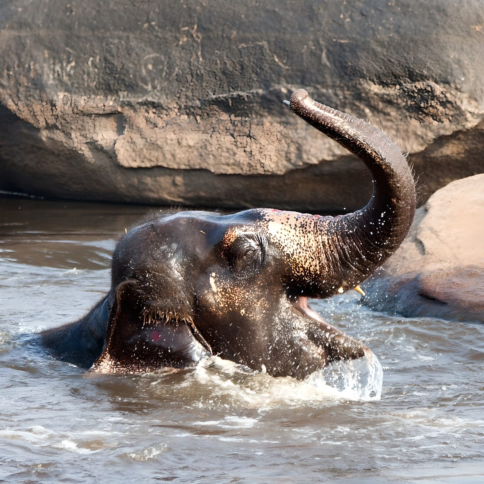 OCUK62805: Playful Elephant in Water