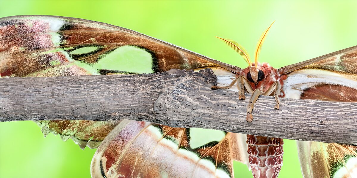 Majestic Moth Perched on a Branch