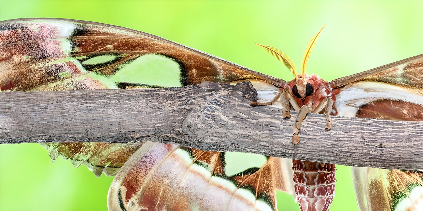 OCUK55064: Majestic Moth Perched on a Branch