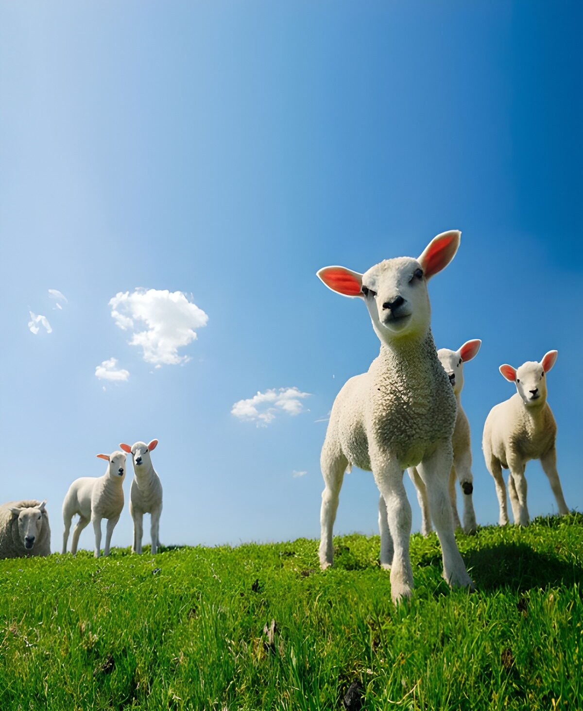 OCUK75438: Playful Lambs on a Sunny Day