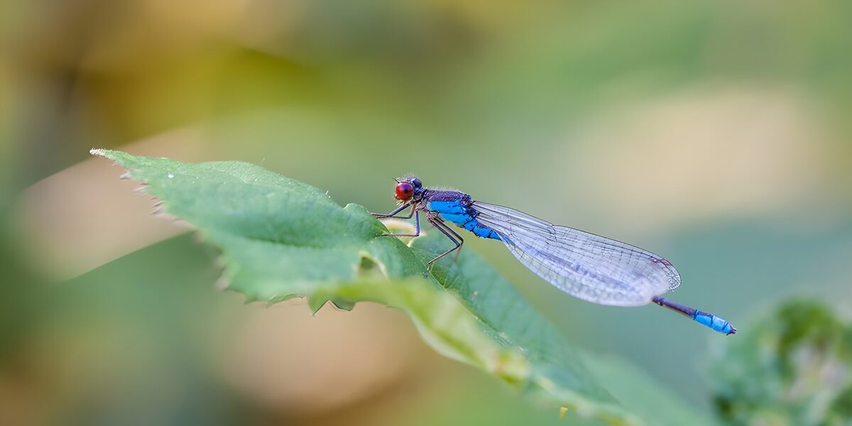 OCUK53193: Vibrant Blue Dragonfly on a Leaf