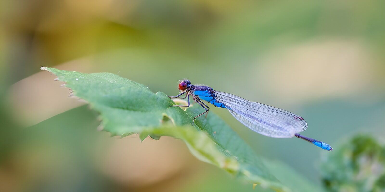 OCUK53193: Vibrant Blue Dragonfly on a Leaf