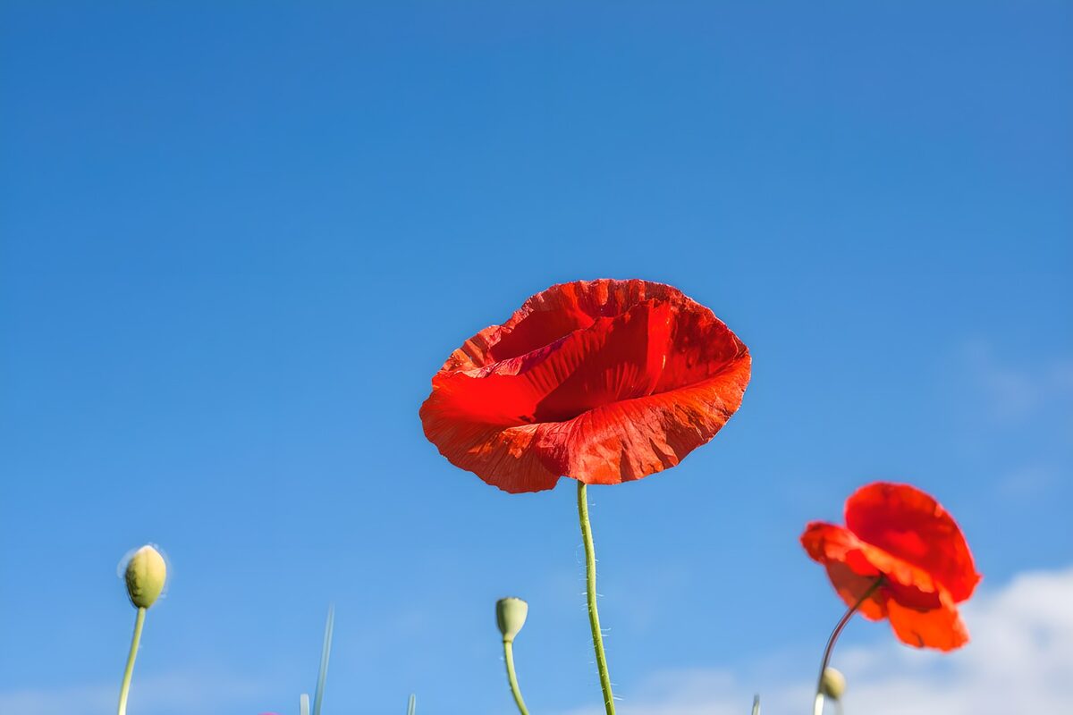OCUK66277: Vibrant Red Poppies Against Blue Sky