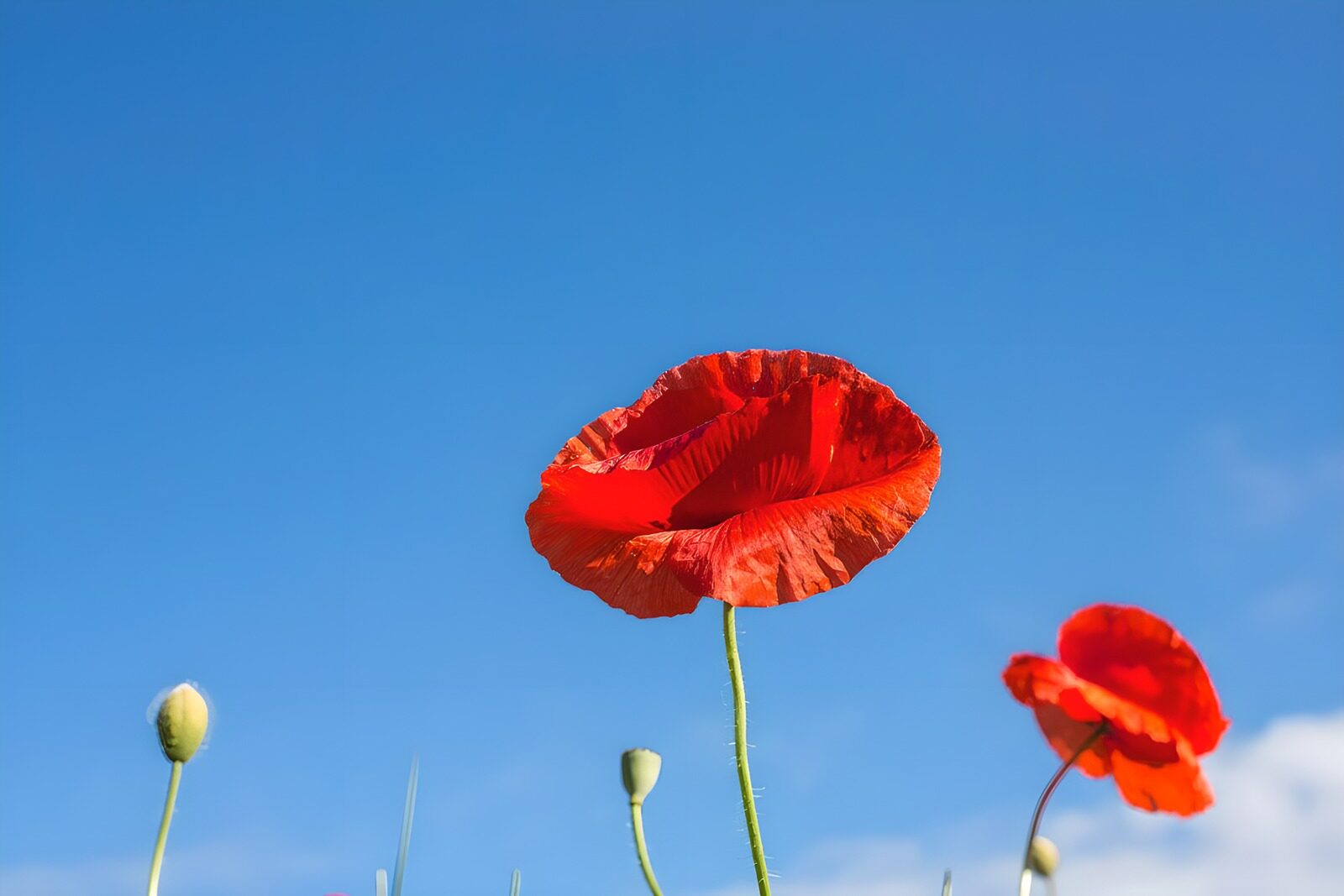 OCUK66277: Vibrant Red Poppies Against Blue Sky