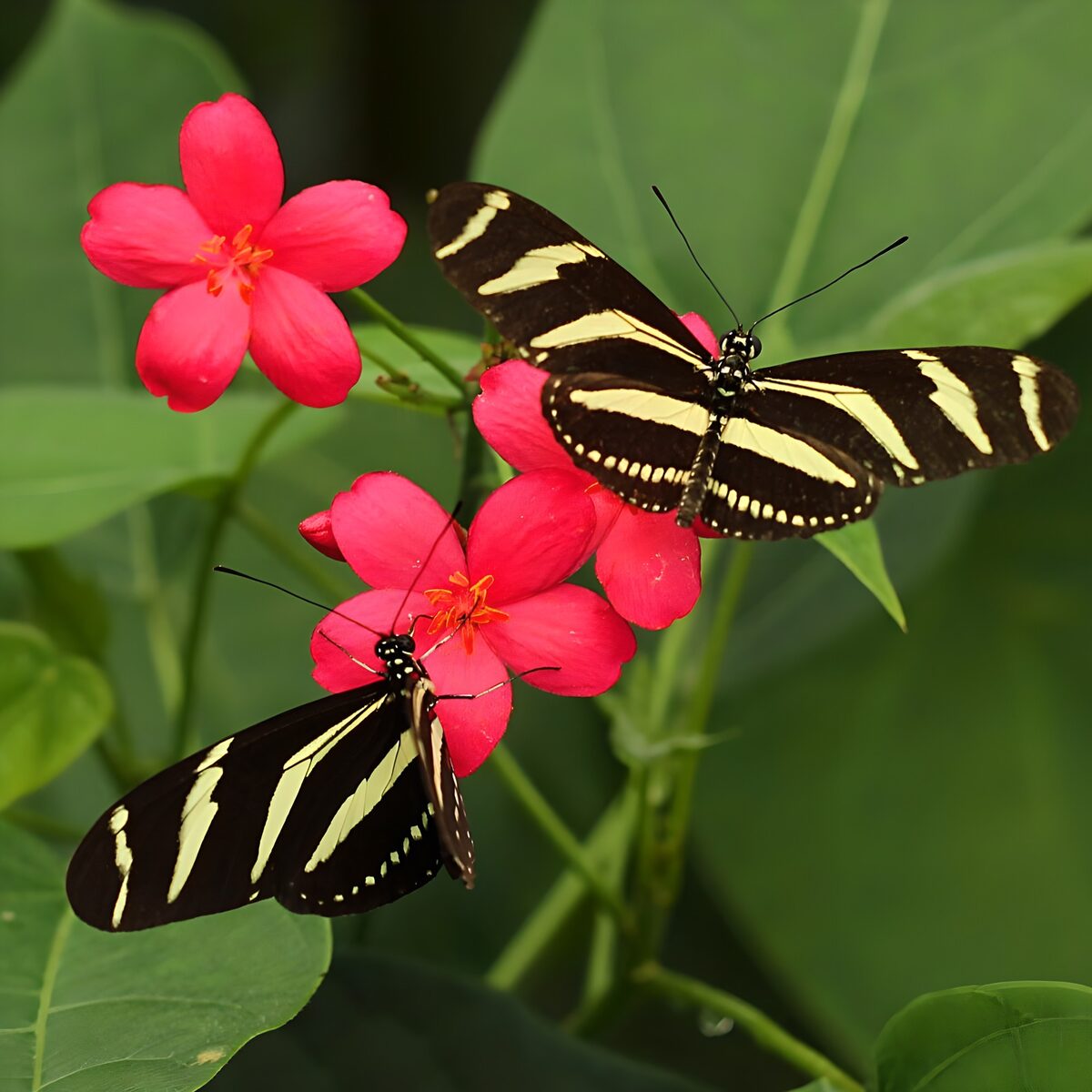 Striking Butterflies on Vibrant Blooms
