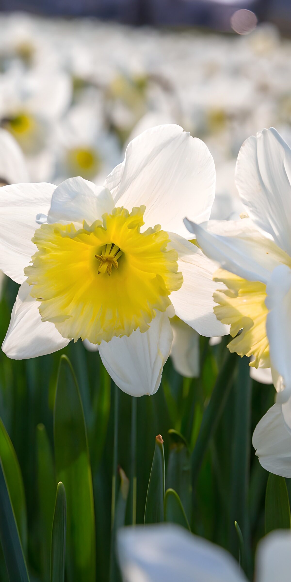 OCUK76019: Bright Daffodils in Bloom