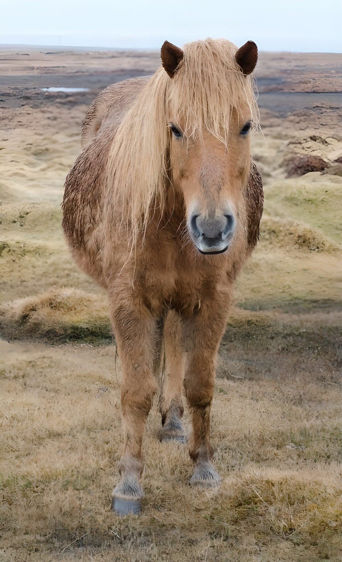 OCUK90924: Icelandic Horse in Natural Landscape