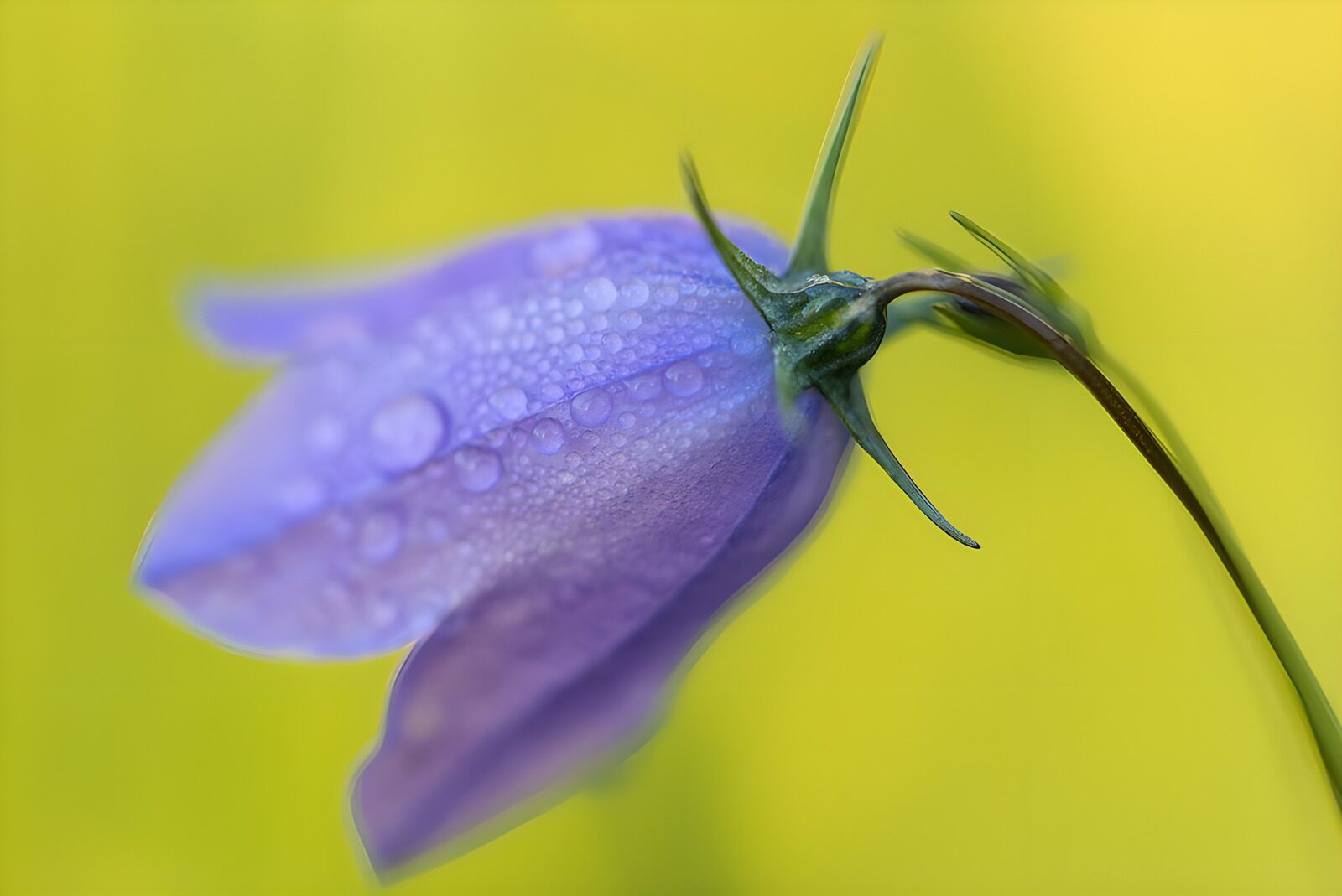 OCUK19876: Delicate Purple Flower with Dew Drops
