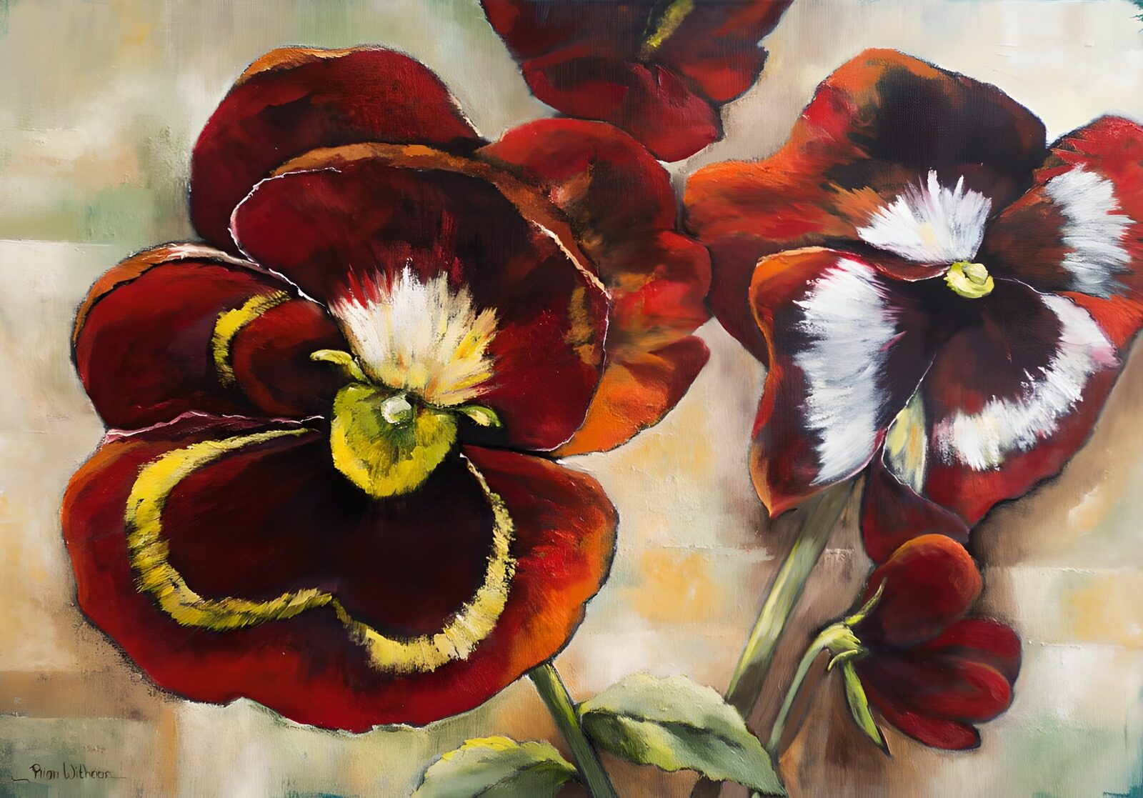 OCUK15760: Vibrant Red Pansies in Bloom