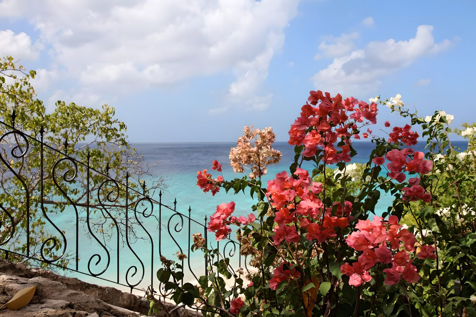 OCUK13459: View with flowers  over the Caribbean Sea