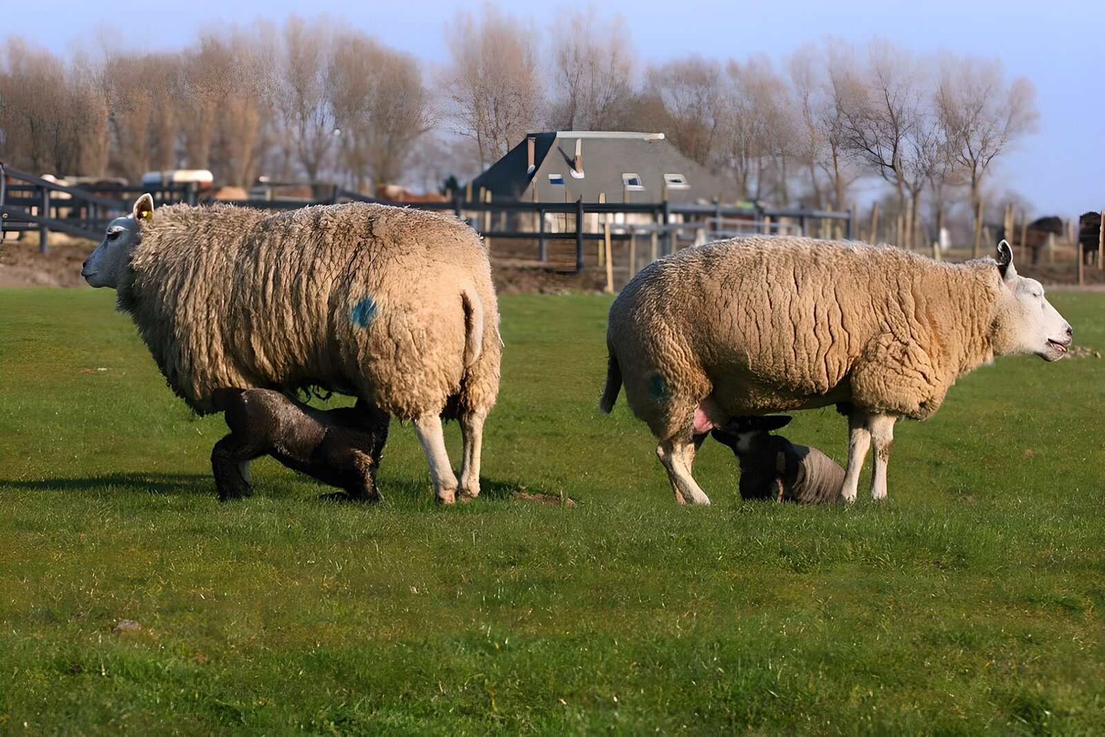 OCUK60235: Sheep and Lambs Grazing Together
