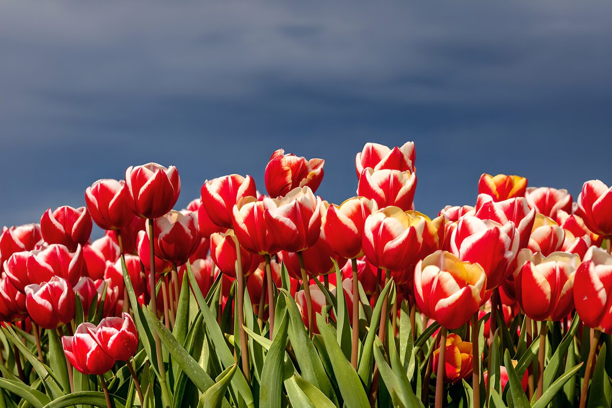 OCUK92581: Vibrant Red Tulips Against a Dark Sky