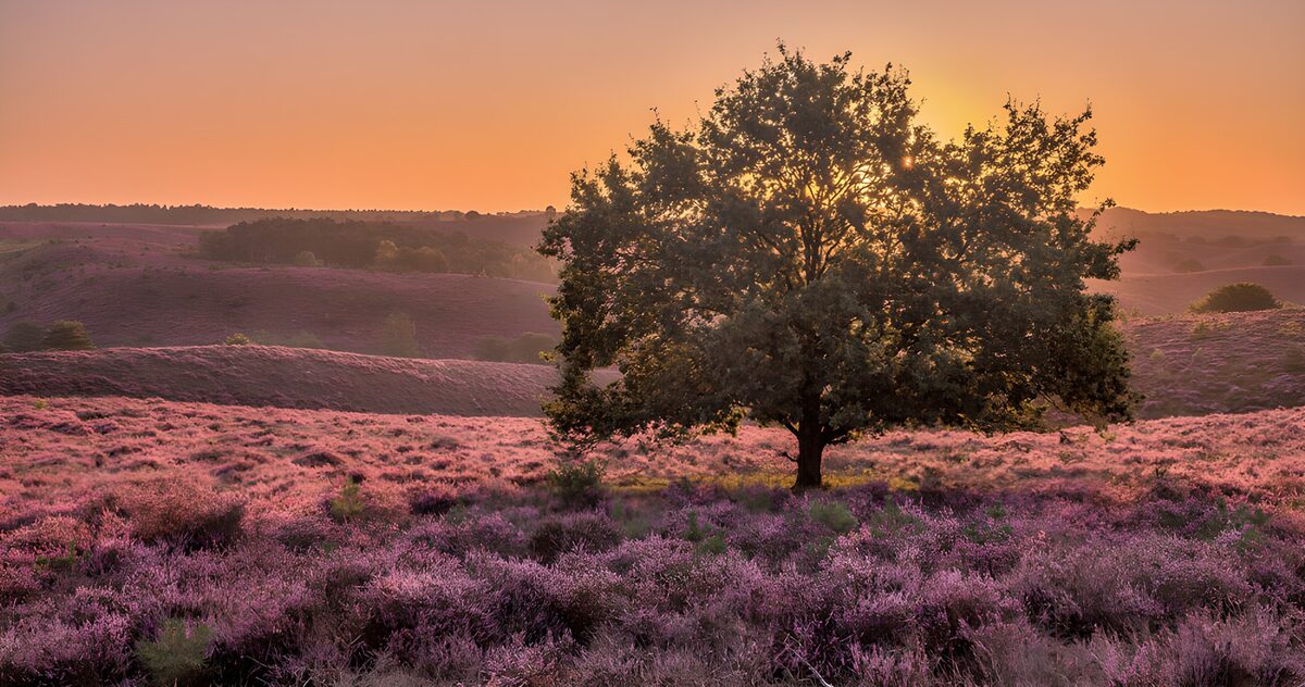OCUK22233: Serene Heather Landscape at Sunset