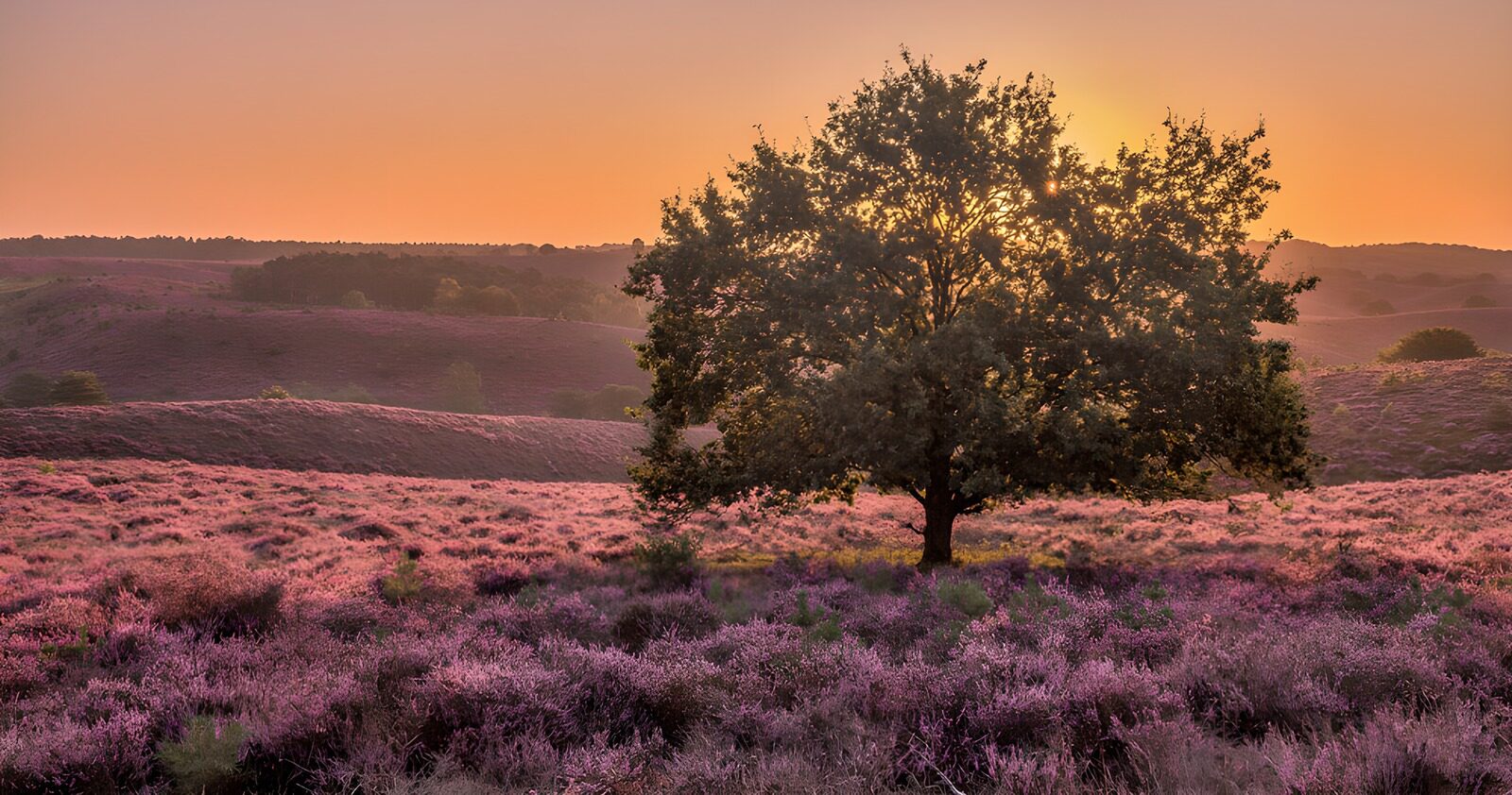OCUK22233: Serene Heather Landscape at Sunset