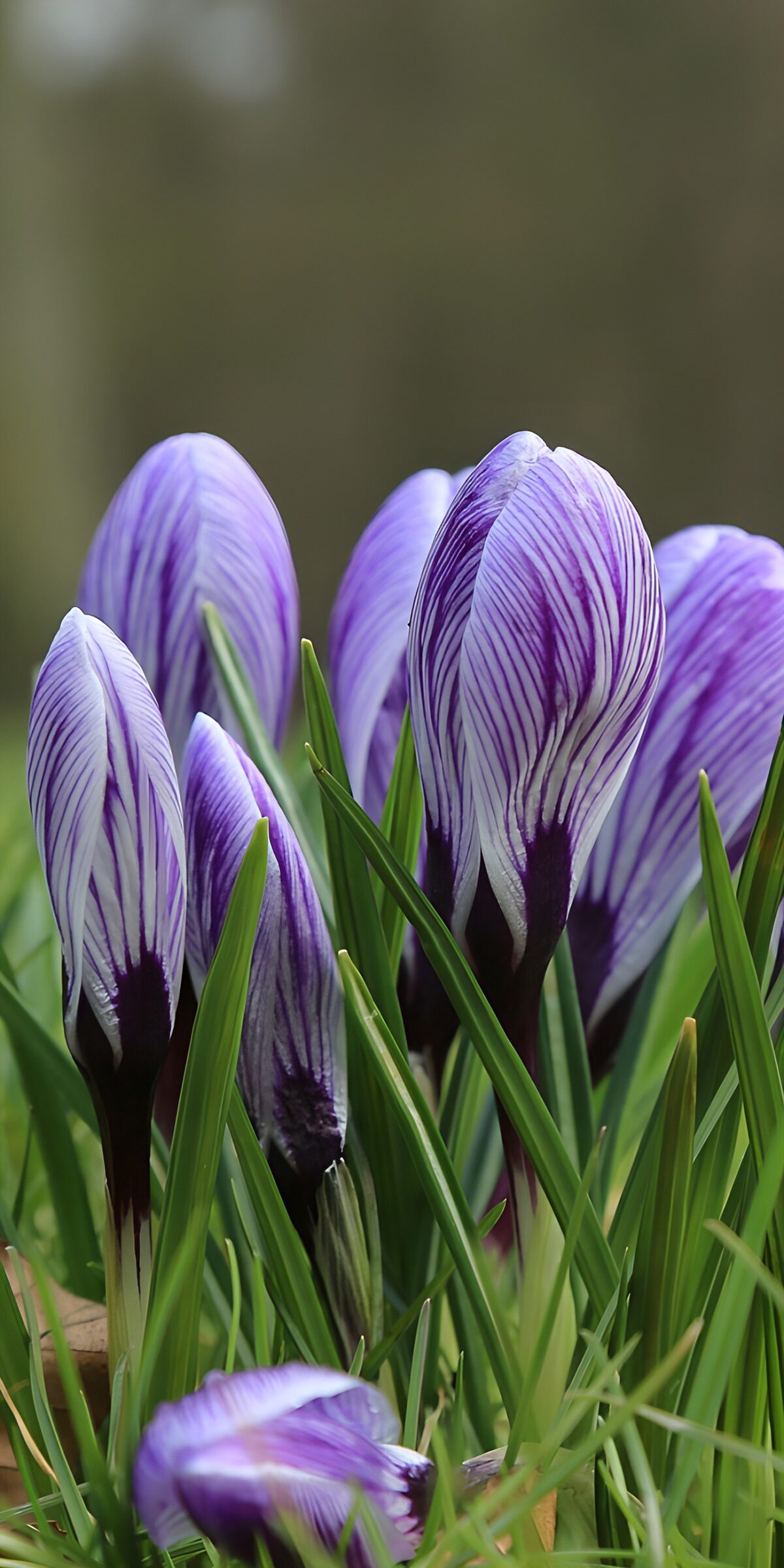 OCUK39628: Elegant Purple Crocuses in Bloom