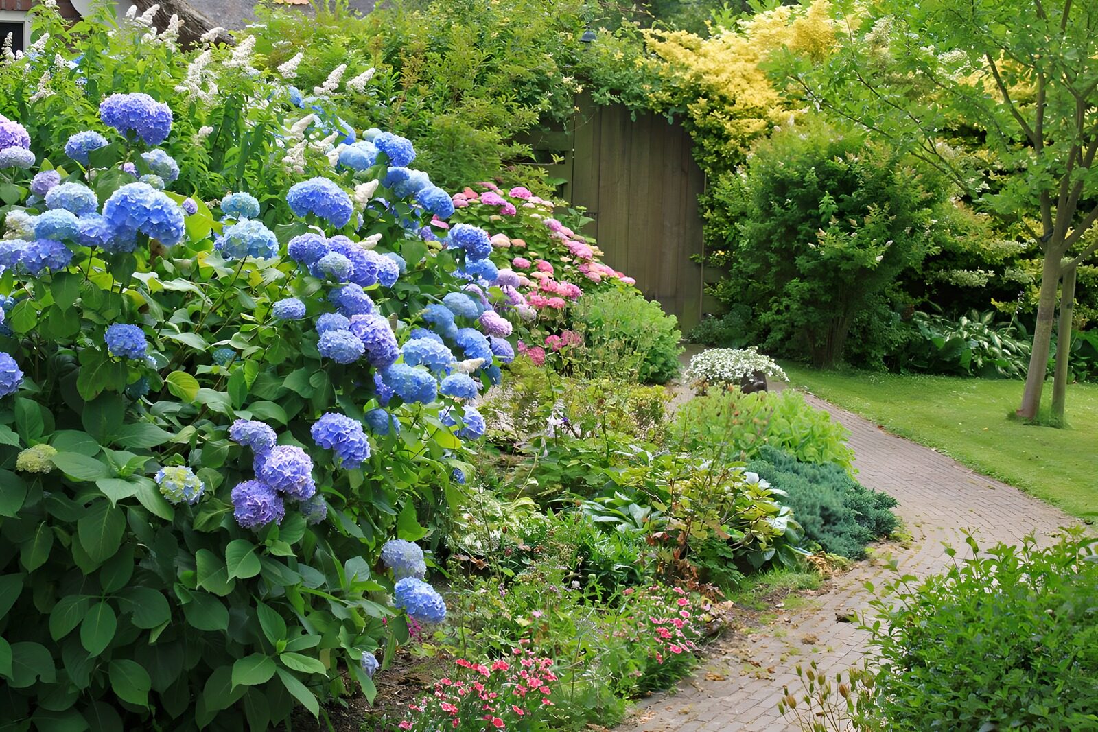 OCUK17013: Hortensia with pathway to door