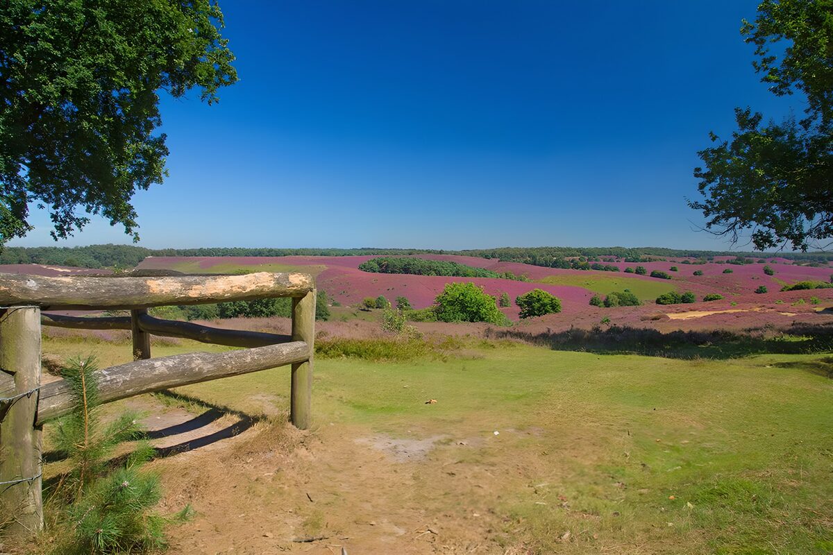 Vibrant Heather Fields in Full Bloom