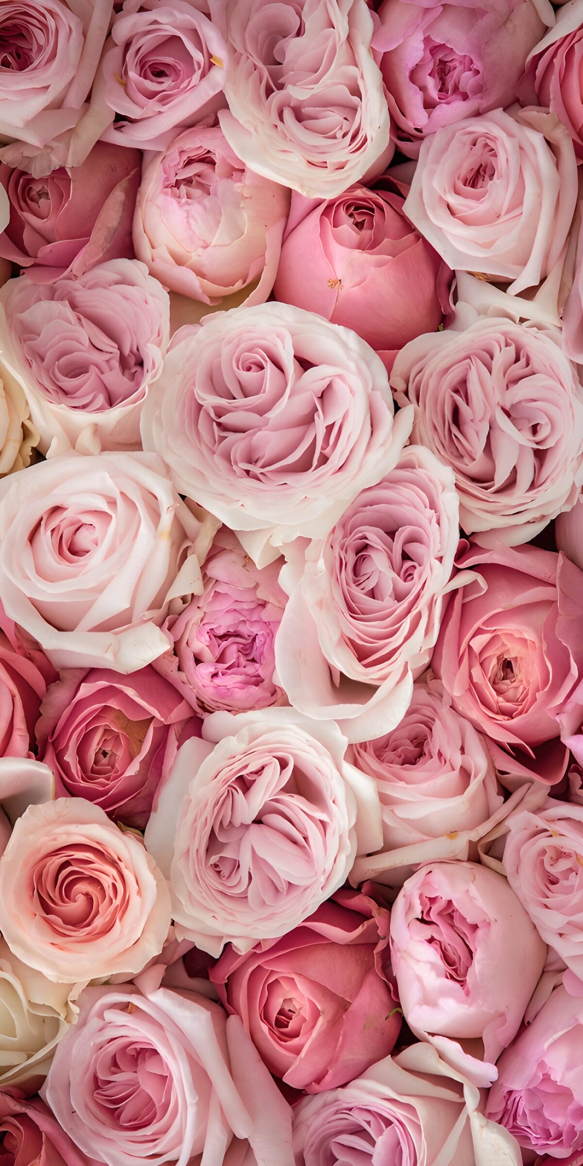OCUK74459: Soft Petals of Pink Roses