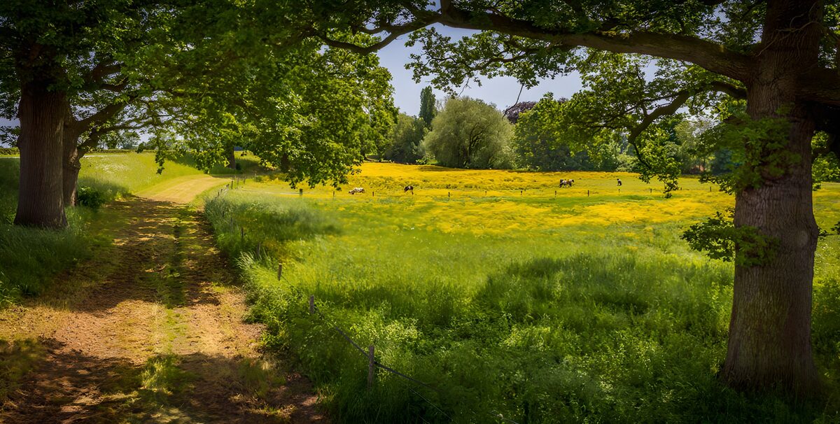 OCUK30269: Blooming Meadow Landscape